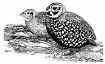 quails.jpg (3335 bytes)